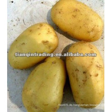 Shandong neue Ernte frische Kartoffel